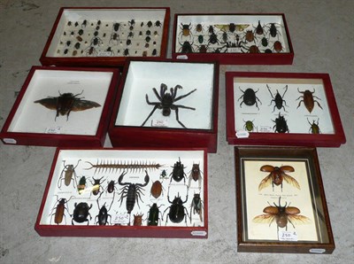 Lot 250 - Seven Cases of World Beetles, including scorpion and spider, specimens include: Goliath Beetle...