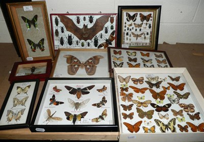 Lot 251 - A Collection of World Butterflies, Moths and Insects, including Cicada, Atlas Moth, Lemon...