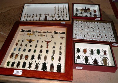 Lot 252 - A World Collection of Assorted Insects, including Cicada, Stag, Bupresteds, Long Horns, Damsel...