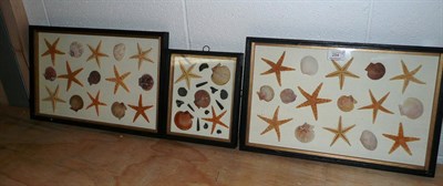 Lot 254 - Starfish and Shell Displays, a pair of glazed wall hanging slender cabinets containing randomly...