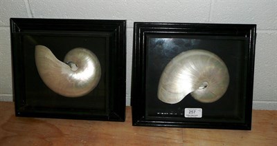 Lot 257 - Nautilus Shells, two halves of a nautilus shell, each in a separate slim glazed wall hanging...