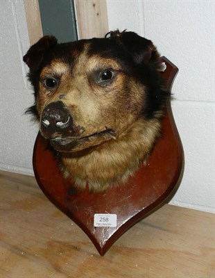 Lot 258 - A Taxidermy Sheepdog Head, circa 1900, on original wood shield, 31cm from the wall