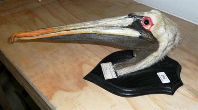 Lot 259 - Brown Pelican (Pelecanus occidentalis), circa 1930 or later, head mount, on ebonised wood...