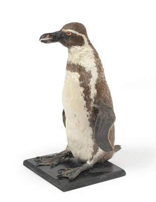 Lot 261 - Jackass Penguin (Speniscus demersus), circa 1950, full mount, standing, on ebonised plinth with...