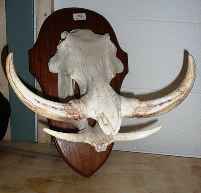 Lot 262 - Warthog (Phacochoerus africanus), full skull, right upper tusk 23.5cm, on African hardwood shield