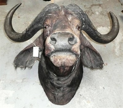 Lot 265 - Cape Buffalo (Synceros caffer caffer), circa 1920, head mount, horns tip to tip 80cm, 85cm from the