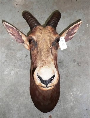 Lot 266 - Topi (Damaliscus lunatus topi), circa 1920, head mount, 58cm from the wall