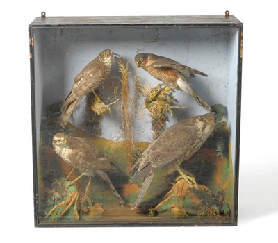 Lot 267 - A Case of Four Taxidermy Birds of Prey, circa 1900, comprising three Sparrowhawks and a...