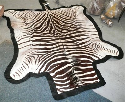 Lot 268 - Southern Plains Zebra (Equus quagga), flat skin rug, no head and fore-shortened limbs, 140cm...