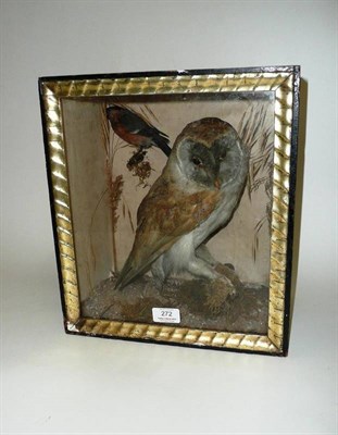 Lot 272 - Barn Owl (Tyto alba), circa 1890, full mount with Bullfinch, the owl perched on a mossy twig, a...