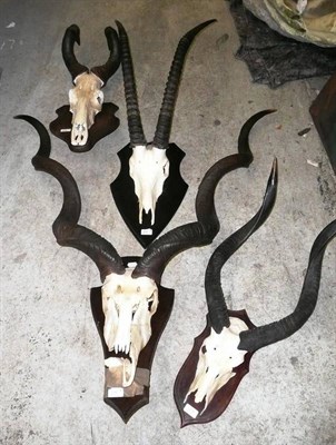 Lot 278 - Greater Kudu (Tragelaphus strepsiceros), modern, horns on upper skull, on wood shield; Sable...