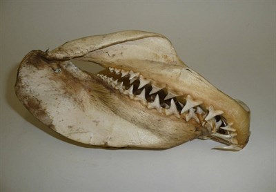 Lot 282 - A Mako Shark Jaw, circa 1901, 27cm long