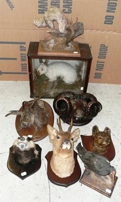 Lot 284 - A Group of Eight Taxidermy Specimens, comprising Ram head mount, circa 1890, on shield, Roe...