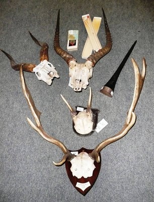 Lot 289 - Fallow Deer (Cervus dama dama), Kelvedon Hatch, Feb 1964, JGM, antlers on frontlet, on wood shield