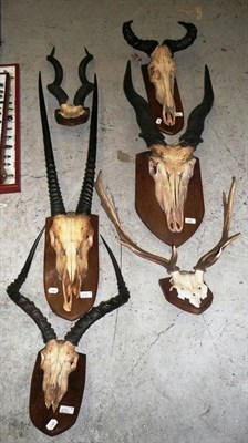 Lot 290 - A Group of Six Species' Horns/Antlers on Cut Full Skulls,  comprising Hartebeest, Eland, Lesser...