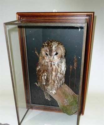 Lot 292 - Tawny Owl (Strix aluco), modern, full mount, perched on a mossy truncated tree branch against a...