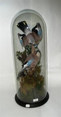 Lot 293 - Jay, modern, pair of full mounts, in a naturalistic leafing branch setting, beneath a slender glass