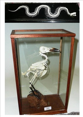 Lot 294 - Rook, skeleton, in a glazed case, overall 43.5cm; and Small Snake Skeleton, in a perspex case,...