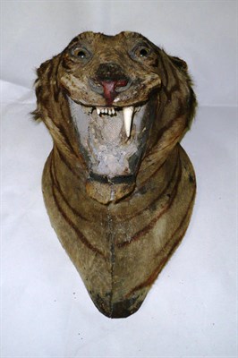 Lot 296 - Bengal Tiger (Panthera tigris), circa 1890, head mount, open jawed, on original mounting board with