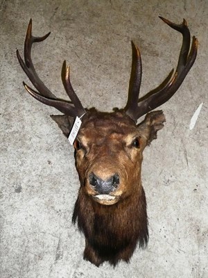 Lot 297 - Scottish Red Deer (Cervus elaphus scoticus), circa 1899, head mount, 10 points, 45cm from the wall