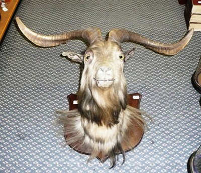 Lot 299 - Wild Goat, circa 1910, head mount, on wood shield, 40cm from the wall