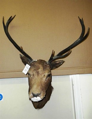 Lot 302 - Scottish Red Deer (Cervus elaphus scoticus), circa 1910, head mount, 10 points, 48cm from the...