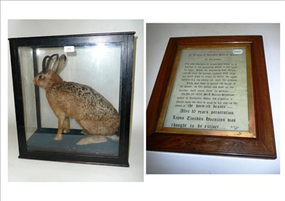 Lot 303 - Curiosity: A Yorkshire Horned Hare, a full mount hare with Chamois horn mounts, in ebonised...