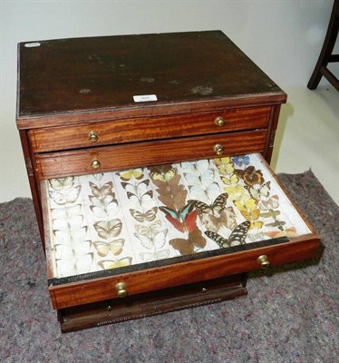 Lot 305 - Moths and Butterflies: a nine-drawer mahogany cased cabinet, with satinwood drawer facings,...