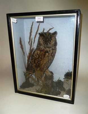 Lot 314 - Long-Earred Owl (Asio otus), circa 1901, full mount, perched naturalistically on sandy and...