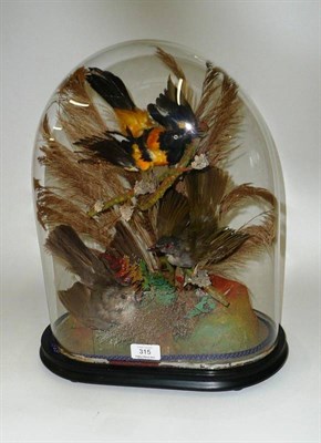 Lot 315 - A Group of Three Taxidermy Foreign Birds, beneath a glass dome, circa 1880, perched amongst...