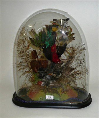 Lot 316 - A Taxidermy Group of Nine Foreign Birds, beneath a glass dome, circa 1880, naturalistically perched