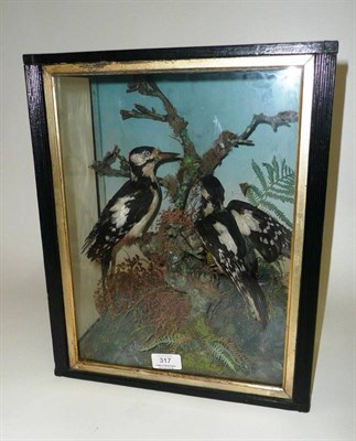 Lot 317 - Lesser Spotted Woodpecker (Dendrocopos minor), circa 1900, pair of full mounts, perched in a...