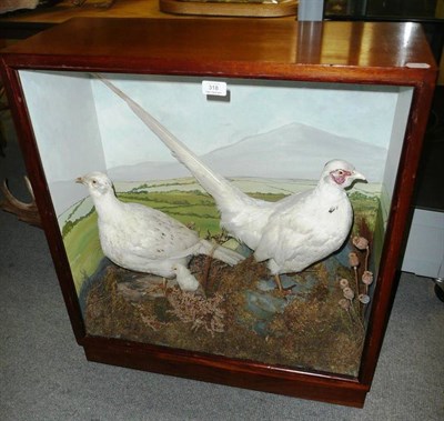 Lot 318 - Pheasant (Phasianus colchicus), male and female with white plumage, with chick, full mounts,...