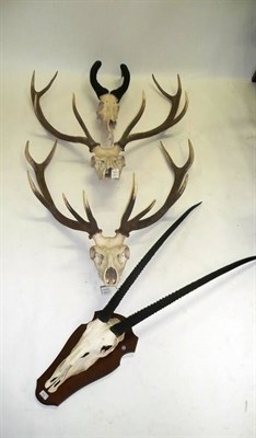 Lot 320 - European Red Deer (Cervus elaphus hippelaphus), antlers on upper skulls; Oryx (Oryx beisa),...