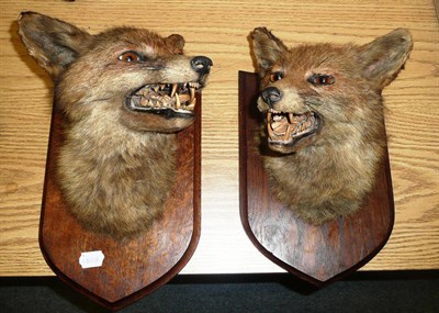 Lot 59 - A Pair of Fox's Masks, each mounted on an oak shield shape plaque, with paper label to verso...