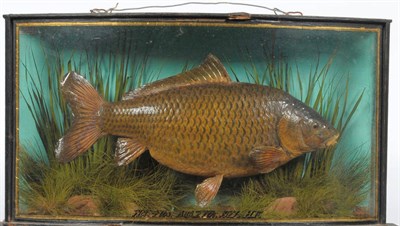 Sporting, Fishing, Taxidermy & Natural History