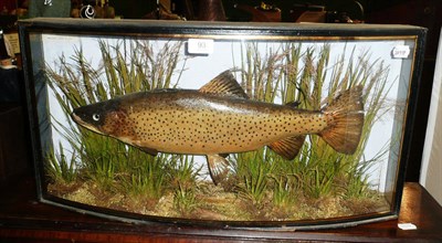 Lot 93 - A Cooper Brown Trout, preserved and mounted in a naturalistic setting amidst reeds and grasses,...