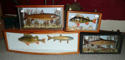 Lot 136 - Four Glazed Wooden Cases of Taxidermy Fish, containing two perch and three trout