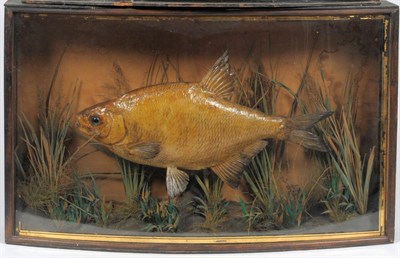 Lot 138 - A Cased Bream, preserved and mounted amidst reeds and grasses, in a bow fronted case, taxidermy...