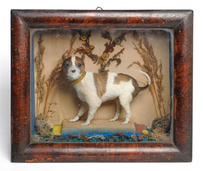 Lot 186 - A Taxidermy Miniature Dog, 3rd quarter 19th century, standing and turning inquisitively to the...