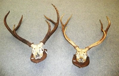 Lot 188 - Sambar (Rusa unicolor), circa 1910, antlers on part upper skull, 6 points, right antler 102cm, left