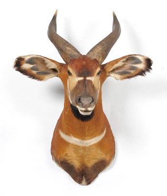 Lot 191 - Bongo (Tragelaphus euryceros), circa 1970, shoulder mount, right horn 55cm (with the curve),...