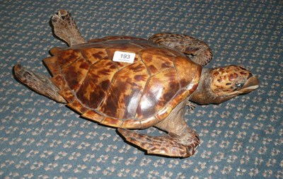 Lot 193 - Hawksbill Turtle (Eretmochelys imbricata), circa 1930-40, full mount, the carapace 31cm, 44cm...