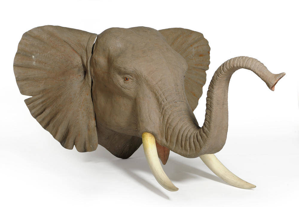 Lot 194 - African Elephant, fibreglass head mount, in trumpeting pose, 183cm from the wall See illustration