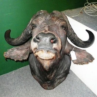 Lot 197 - Cape Buffalo (Synceros caffer caffer), 2nd half 20th century, head mount, horns 83cm tip to...