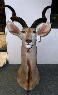 Lot 198 - Greater Kudu (Tragelaphus strepsiceros), modern, shoulder mount, right horn 96cm, left horn...