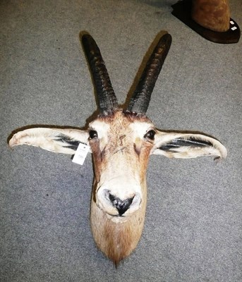 Lot 199 - Roan Antelope (Hippotragus equinus), Rowland Ward, circa 1920, head mount, right horn 58cm,...