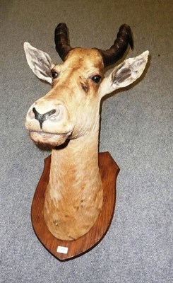 Lot 200 - Jackson's Hartebeest (Alcelaphus buselaphus jacksoni), W A Macleay & Son, Taxidermists,...