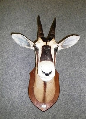 Lot 201 - Gemsbok Oryx (Oryx gazella), W A Macleay & Son, Taxidermists, Inverness, head mount, right horn...