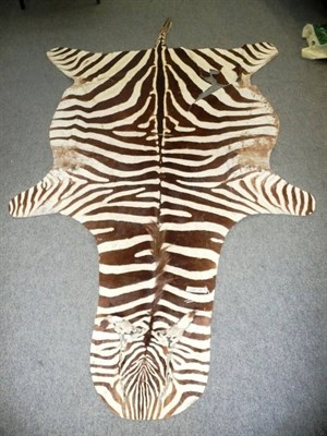 Lot 205 - A Zebra Skin, length to tip of tail 8ft 5in or 257cm (badly torn)